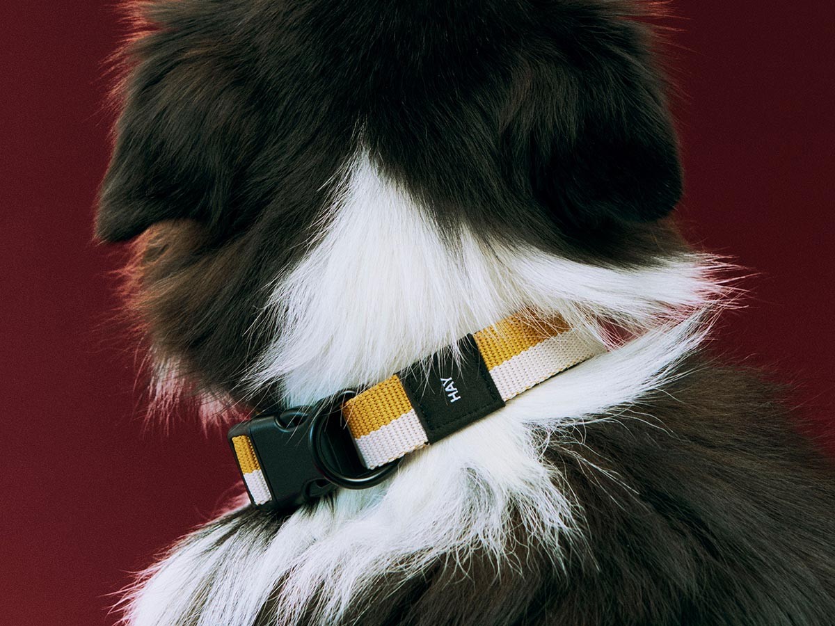 HAY HAY DOGS BY HOLLY GOLIGHTLY
DOGS COLLAR FLAT SM / ヘイ ヘイ ドッグ コレクション
ドッグカラー フラット SM （インテリア雑貨 > ペット用品） 7