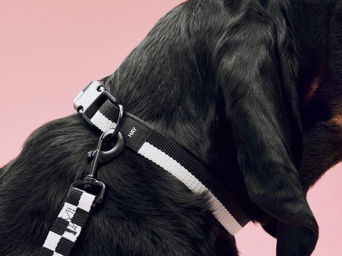 HAY HAY DOGS BY HOLLY GOLIGHTLY
DOGS COLLAR FLAT SM / ヘイ ヘイ ドッグ コレクション
ドッグカラー フラット SM （インテリア雑貨 > ペット用品） 9