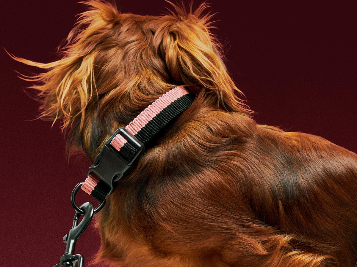 HAY HAY DOGS BY HOLLY GOLIGHTLY
DOGS COLLAR FLAT SM / ヘイ ヘイ ドッグ コレクション
ドッグカラー フラット SM （インテリア雑貨 > ペット用品） 11