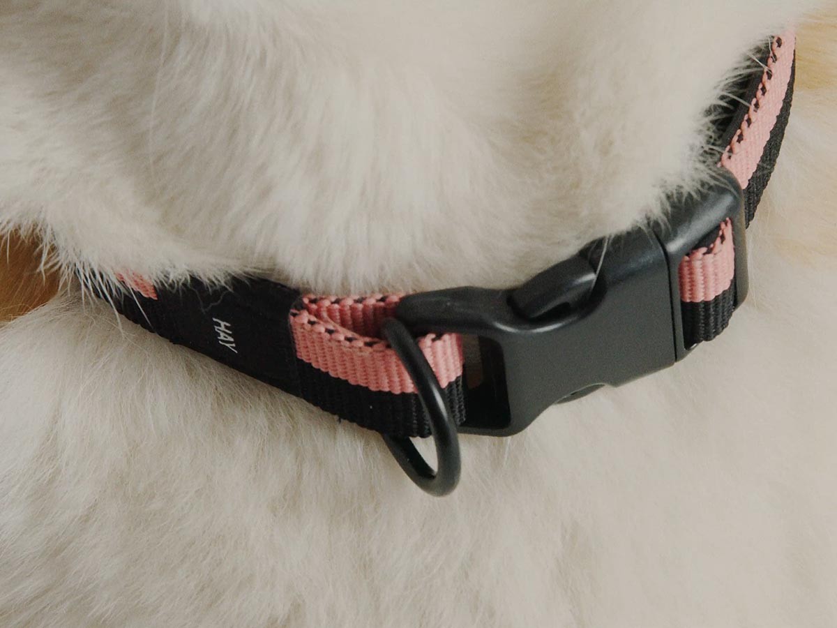 HAY HAY DOGS BY HOLLY GOLIGHTLY
DOGS COLLAR FLAT SM / ヘイ ヘイ ドッグ コレクション
ドッグカラー フラット SM （インテリア雑貨 > ペット用品） 18
