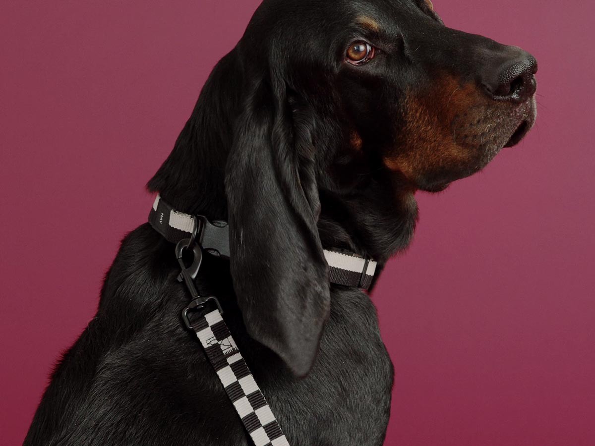 HAY HAY DOGS BY HOLLY GOLIGHTLY
DOGS COLLAR FLAT SM / ヘイ ヘイ ドッグ コレクション
ドッグカラー フラット SM （インテリア雑貨 > ペット用品） 10