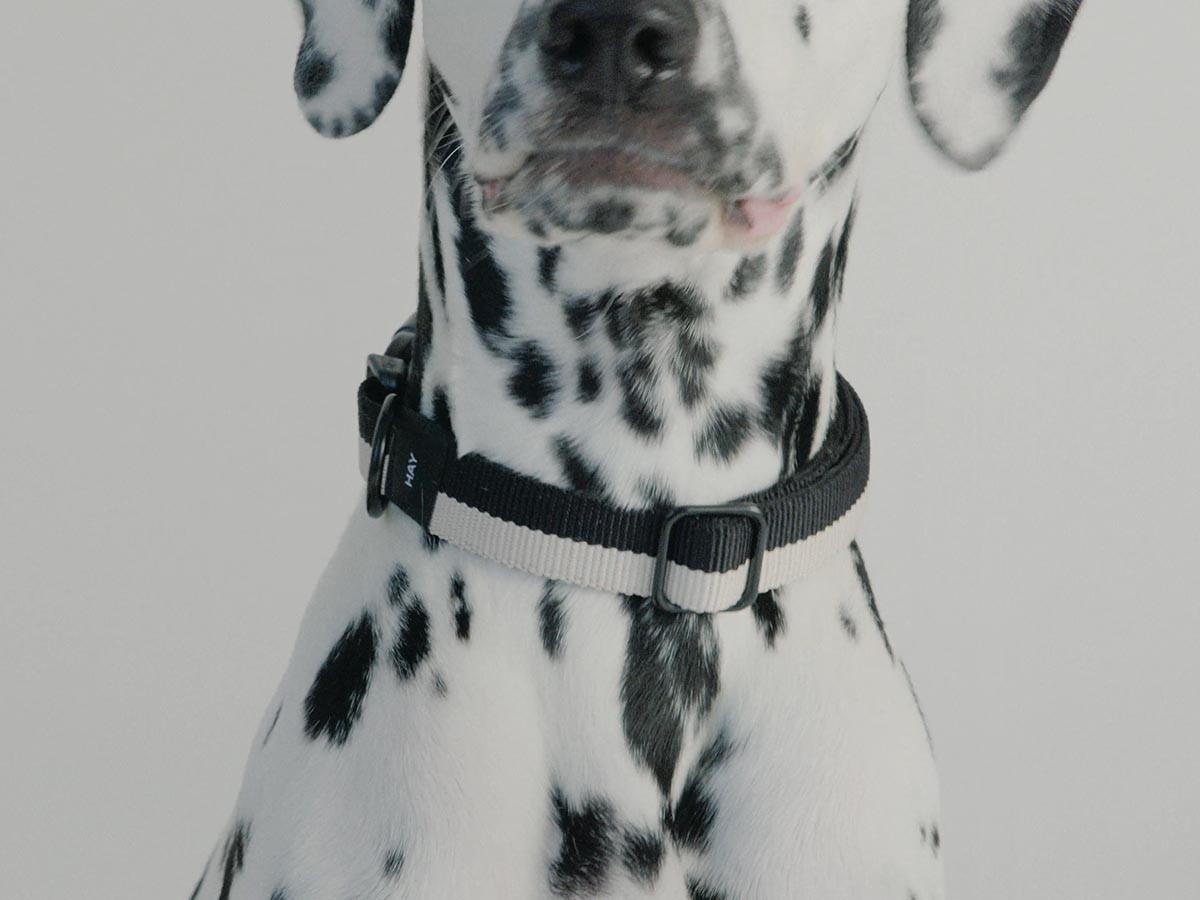 HAY HAY DOGS BY HOLLY GOLIGHTLY
DOGS COLLAR FLAT SM / ヘイ ヘイ ドッグ コレクション
ドッグカラー フラット SM （インテリア雑貨 > ペット用品） 14