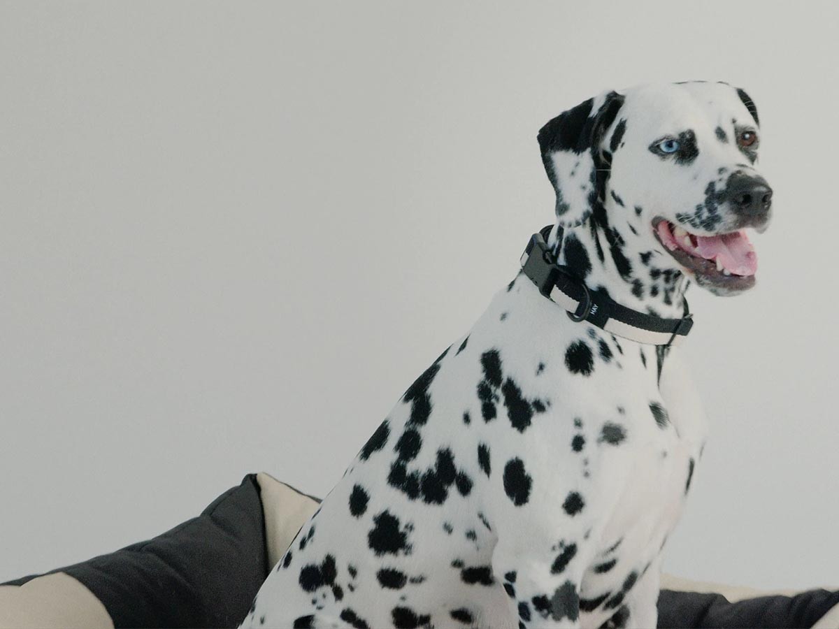 HAY HAY DOGS BY HOLLY GOLIGHTLY
DOGS COLLAR FLAT SM / ヘイ ヘイ ドッグ コレクション
ドッグカラー フラット SM （インテリア雑貨 > ペット用品） 13