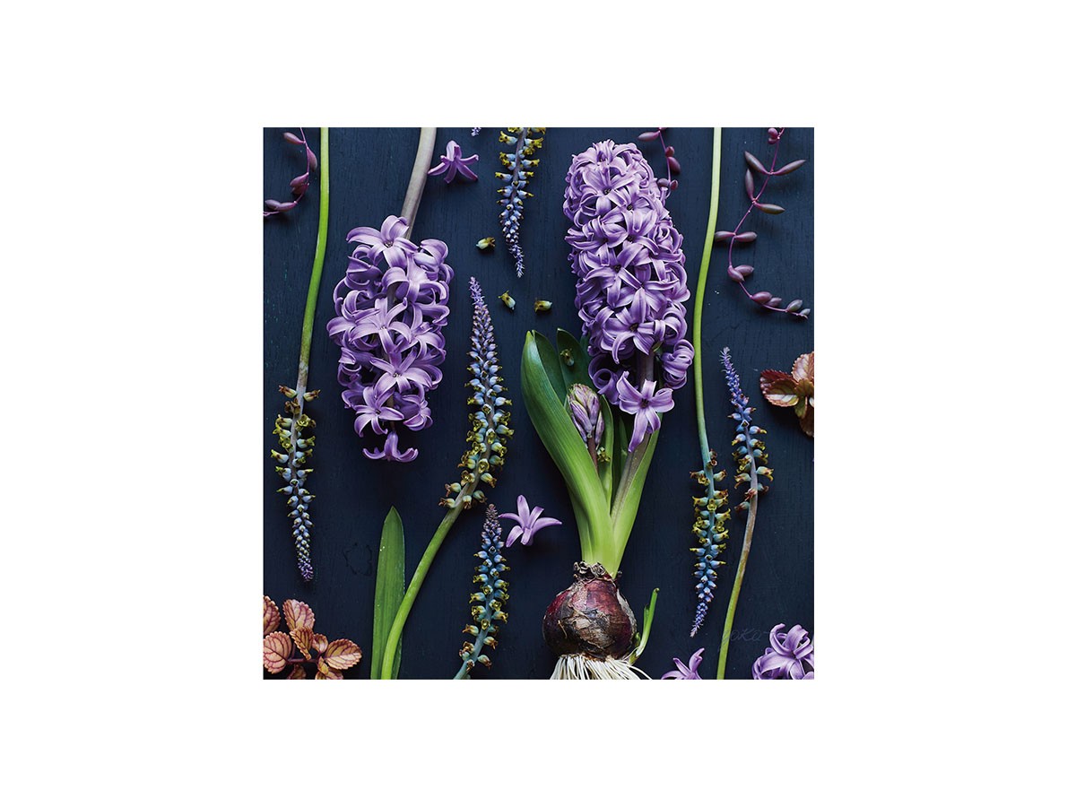 Botanic Hyacinth