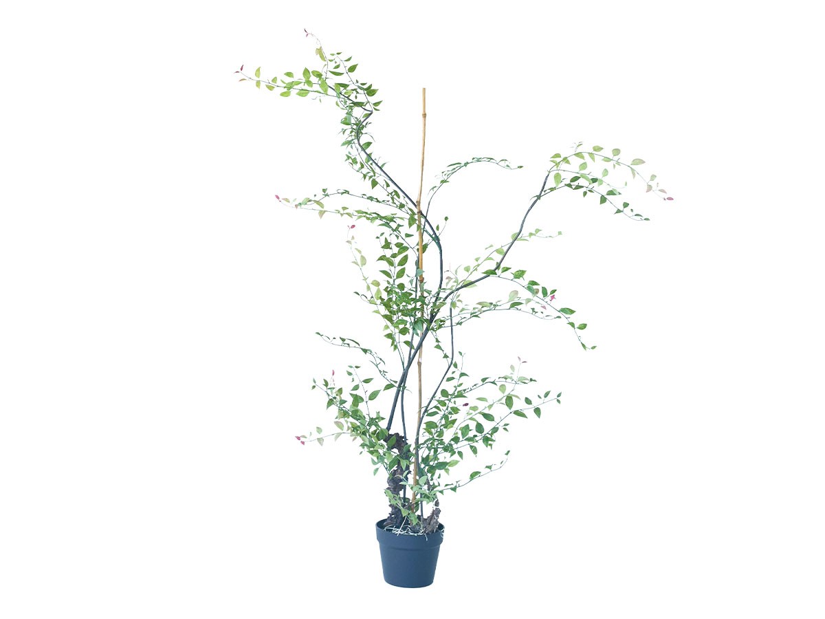 BROWN Riberry Pot