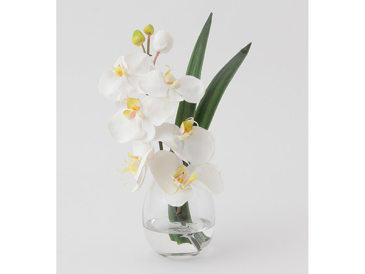 EMILIO ROBBA PHALAENOPSIS / エミリオロバ ファレノプシス #101686 （花器・プランター・グリーン > フェイクグリーン・フェイクフラワー） 11