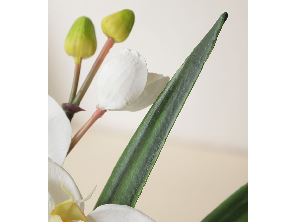 EMILIO ROBBA PHALAENOPSIS / エミリオロバ ファレノプシス #101686 （花器・プランター・グリーン > フェイクグリーン・フェイクフラワー） 9