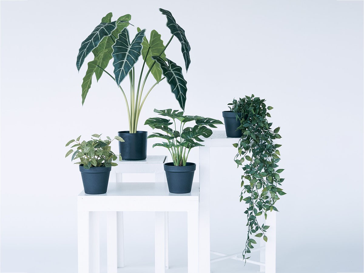 BROWN Ficus Shangri‑La Pot / ブラウン フィカス シャングリラ ポット 74 （花器・プランター・グリーン > フェイクグリーン・フェイクフラワー） 6