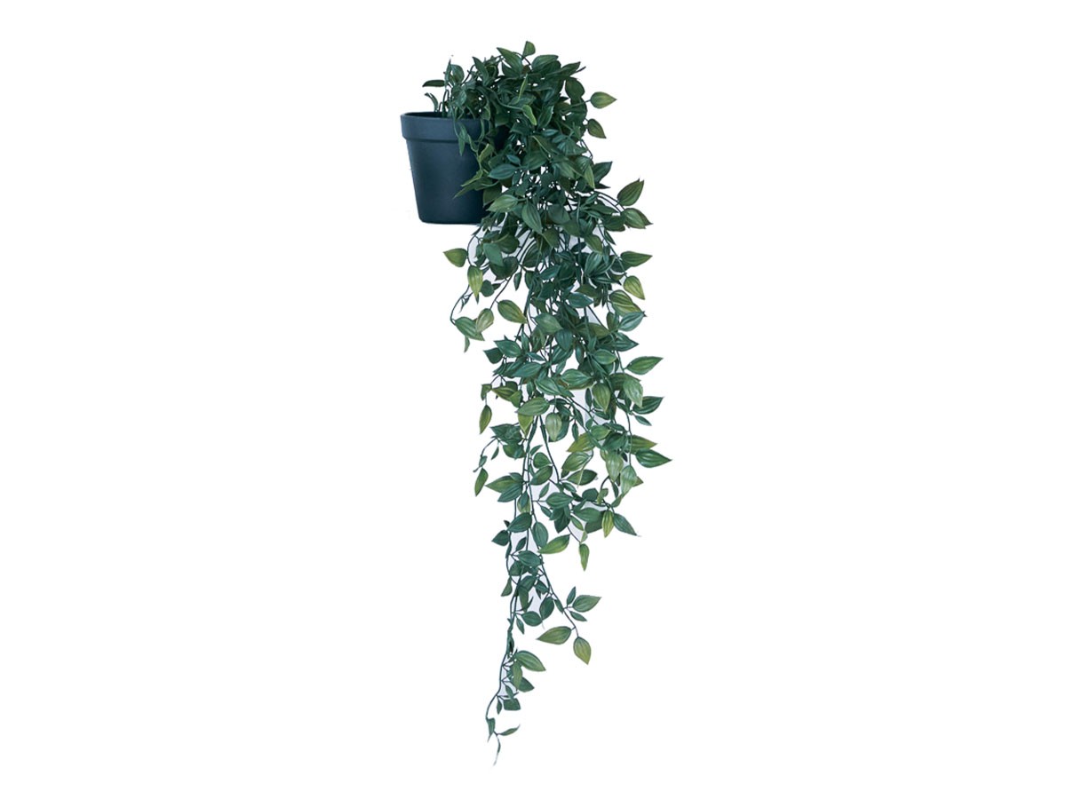 BROWN Ficus Shangri‑La Pot