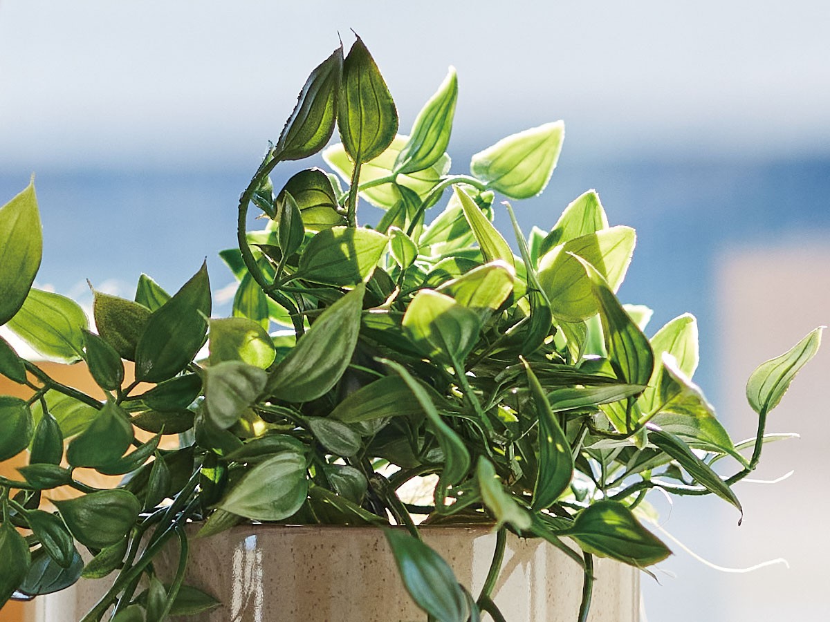 BROWN Ficus Shangri‑La Pot / ブラウン フィカス シャングリラ ポット 74 （花器・プランター・グリーン > フェイクグリーン・フェイクフラワー） 5
