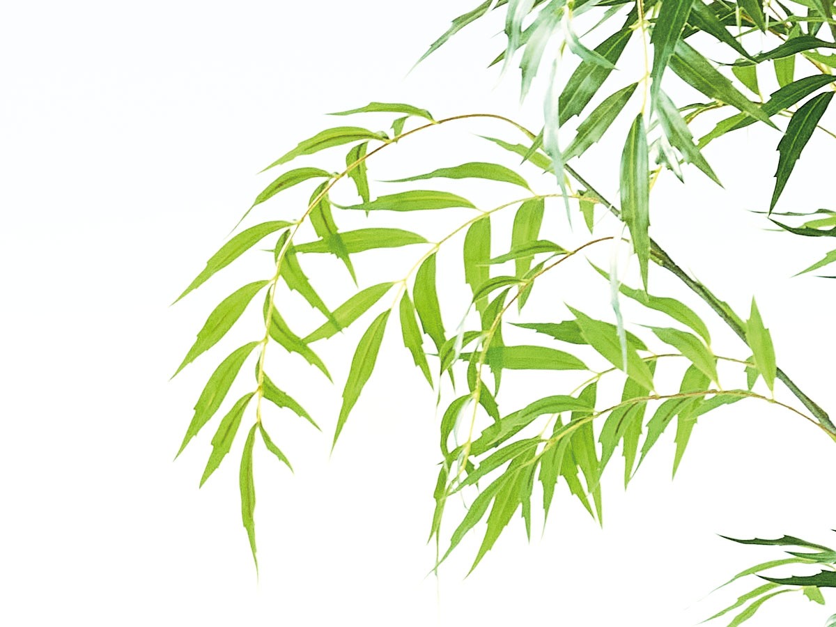 BROWN Chinese Mahonia Pot / ブラウン マホニア コンフューサ ポット 180 （花器・プランター・グリーン > フェイクグリーン・フェイクフラワー） 3