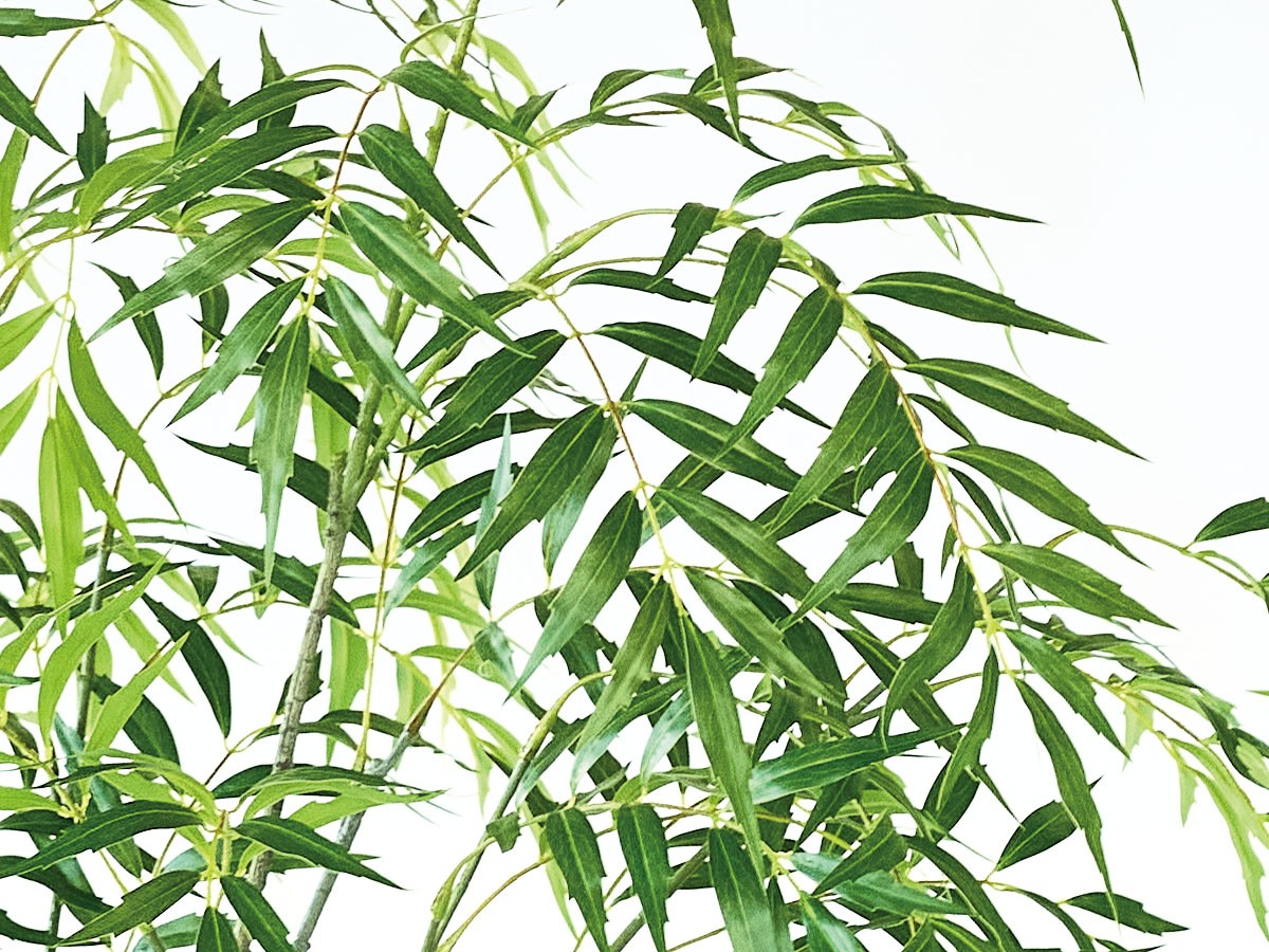BROWN Chinese Mahonia Pot / ブラウン マホニア コンフューサ ポット 180 （花器・プランター・グリーン > フェイクグリーン・フェイクフラワー） 4