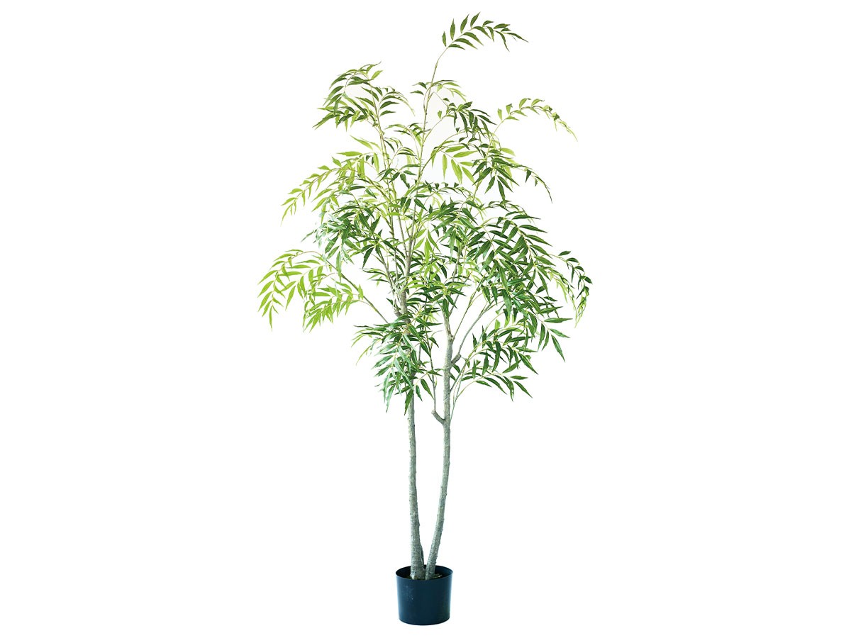 BROWN Chinese Mahonia Pot