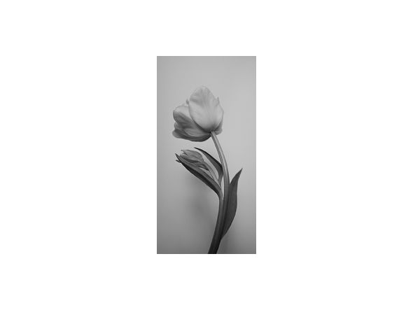 IGREBOW FLOWER / アイグレボゥ フラワー1 × 2［ f_612_6 ］ （オブジェ・アート > アート） 3