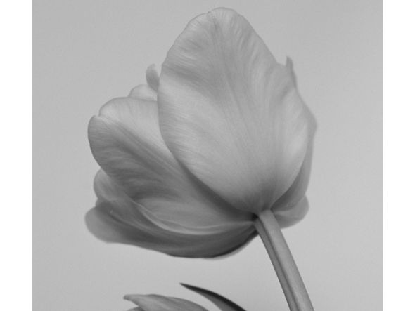 IGREBOW FLOWER / アイグレボゥ フラワー1 × 2［ f_612_6 ］ （オブジェ・アート > アート） 4