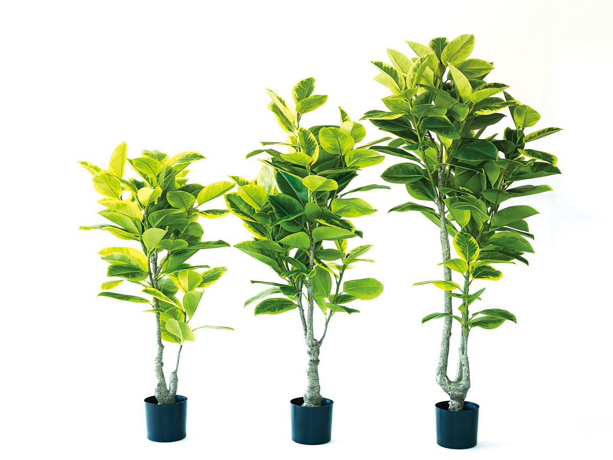 BROWN Ficus Altissima Pot / ブラウン フィカス アルテシマ ポット 190 （花器・プランター・グリーン > フェイクグリーン・フェイクフラワー） 2