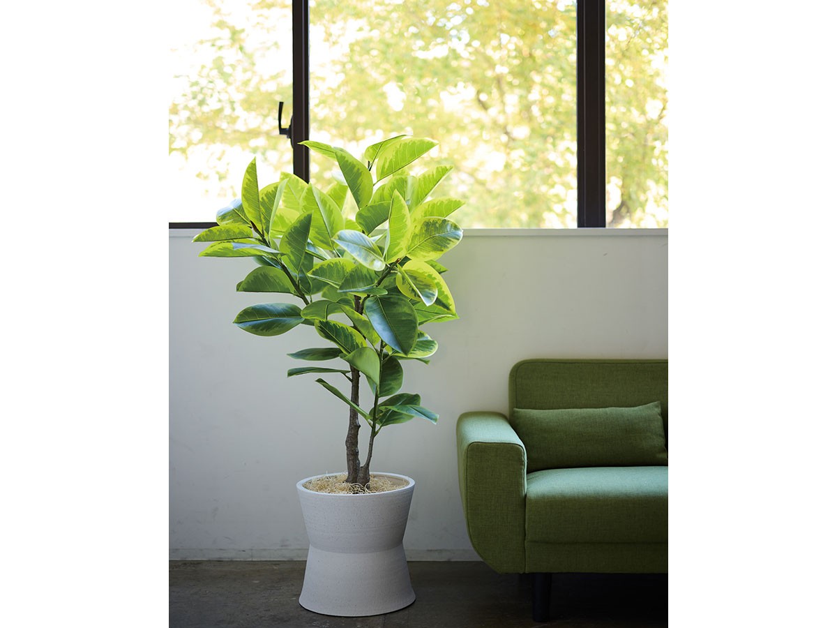 BROWN Ficus Altissima Pot / ブラウン フィカス アルテシマ ポット 190 （花器・プランター・グリーン > フェイクグリーン・フェイクフラワー） 3