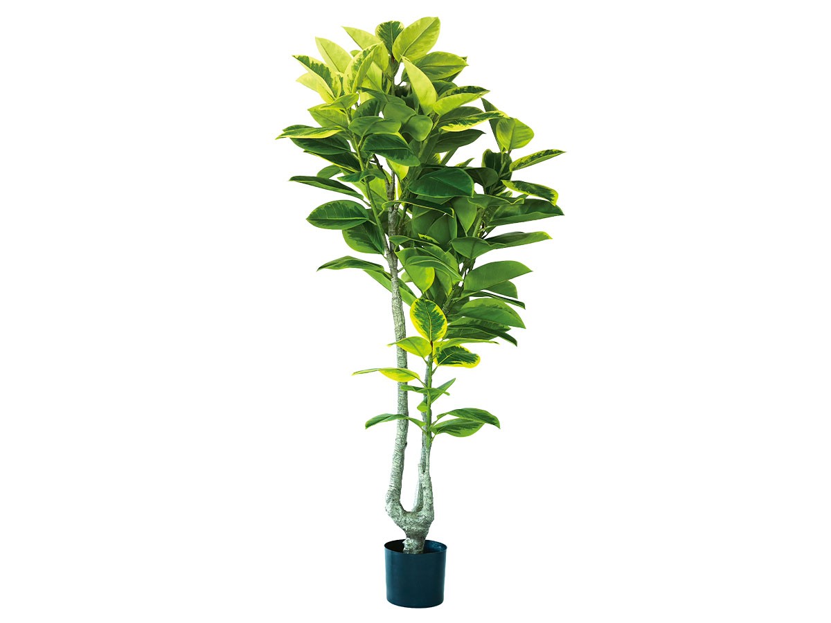 BROWN Ficus Altissima Pot