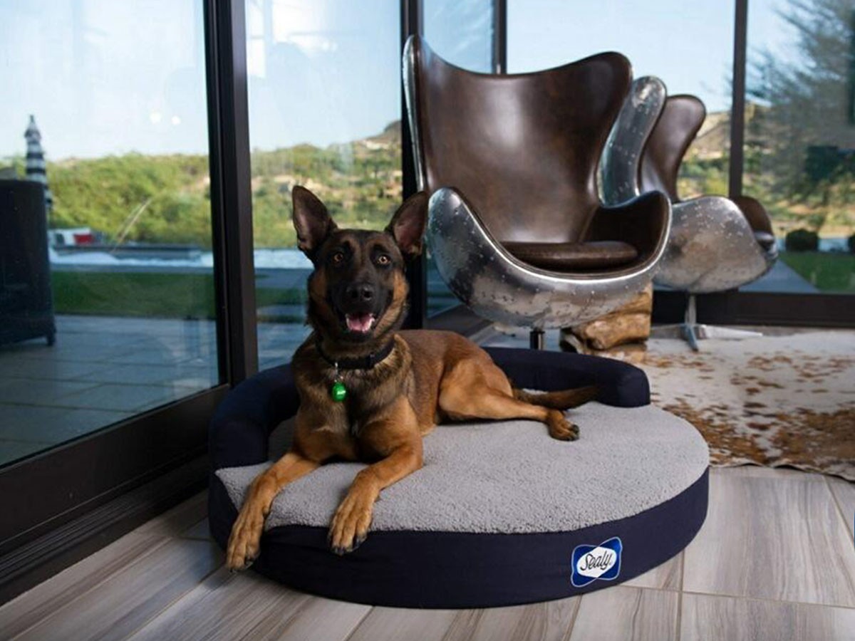 Sealy Sealy Dog Bed ZEN / シーリー シーリー ドッグベッド ゼン（S 