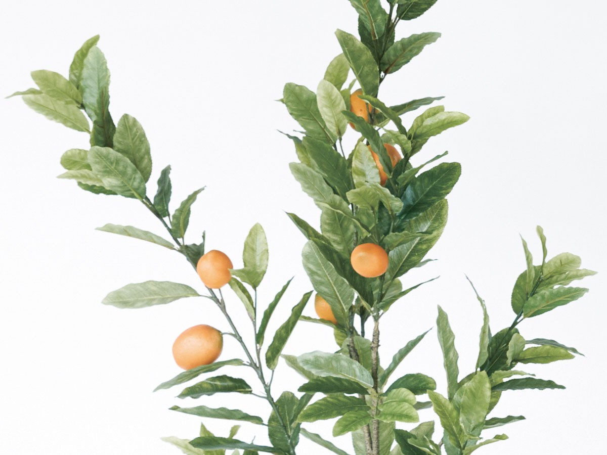 BROWN Lemon Tree Pot / ブラウン レモンの木 ポット 152 （花器・プランター・グリーン > フェイクグリーン・フェイクフラワー） 4