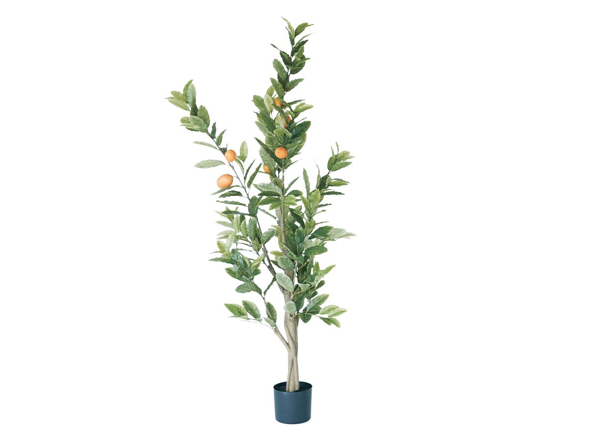 BROWN Lemon Tree Pot