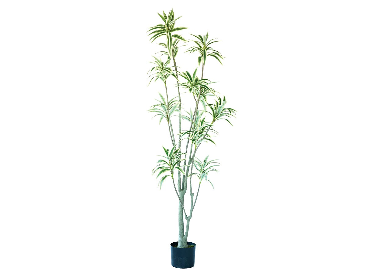 BROWN Song of Jamaica Pot