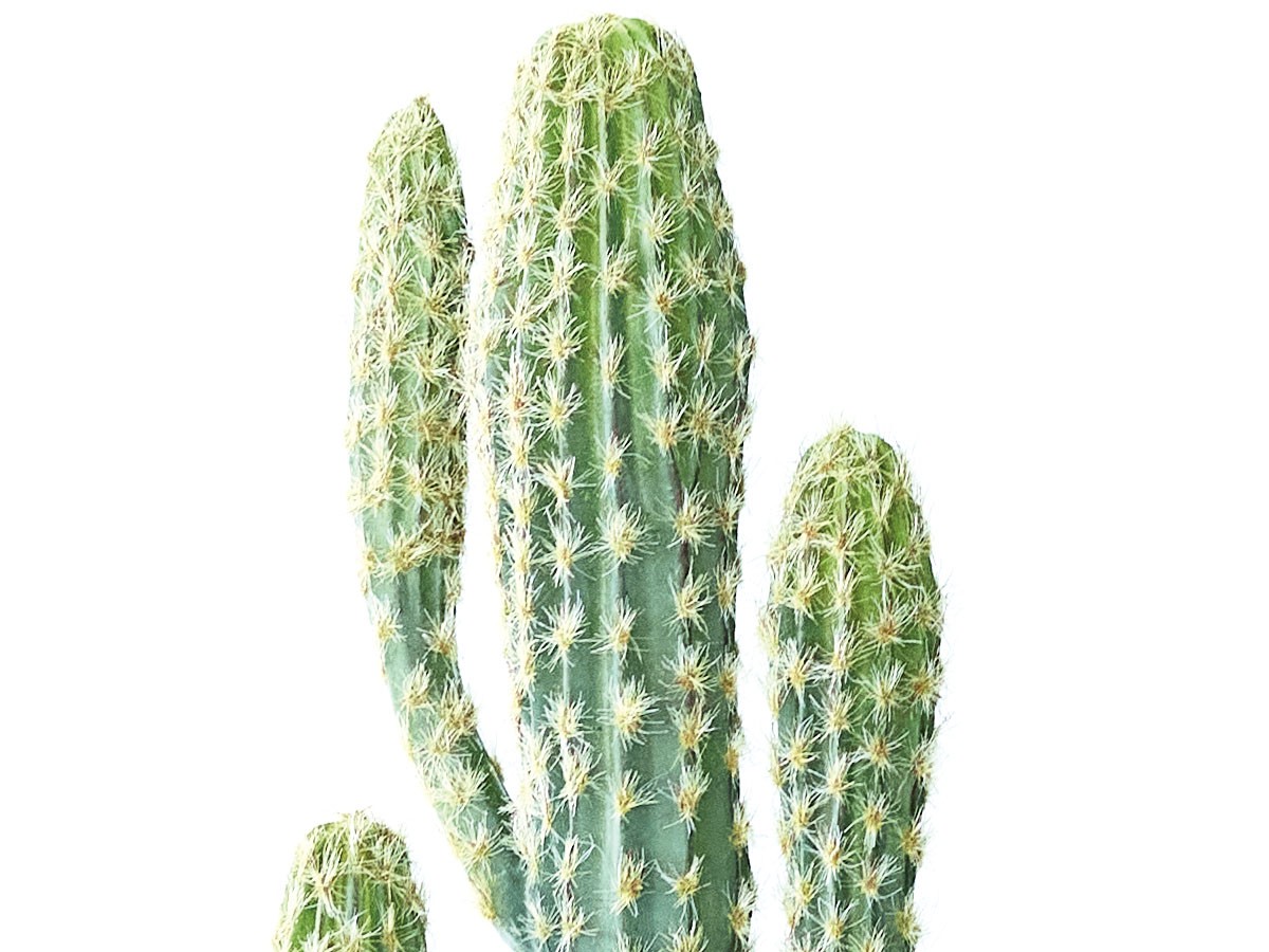 BROWN Column Cactus Pot / ブラウン 柱サボテン ポット 71 （花器・プランター・グリーン > フェイクグリーン・フェイクフラワー） 6
