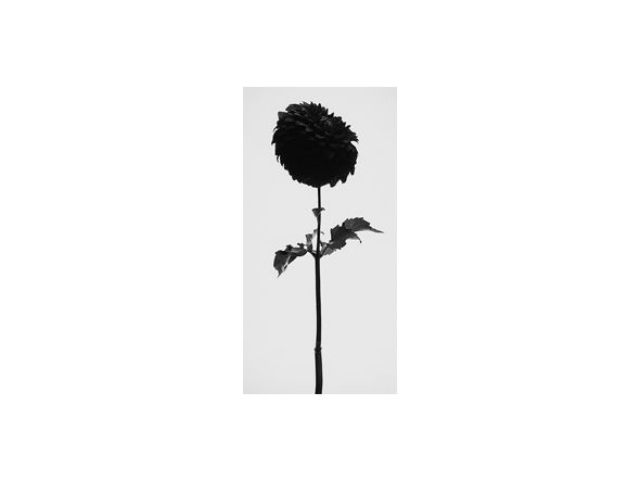 IGREBOW FLOWER / アイグレボゥ フラワー1 × 2［ f_612_18 ］ （オブジェ・アート > アート） 3