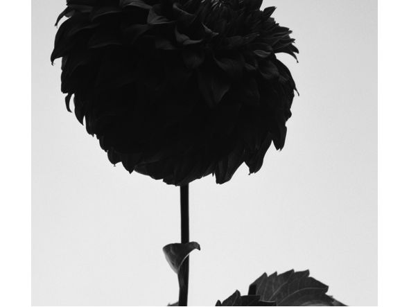 IGREBOW FLOWER / アイグレボゥ フラワー1 × 2［ f_612_18 ］ （オブジェ・アート > アート） 4