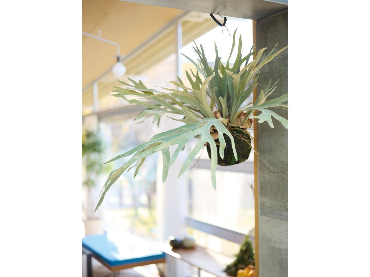 BROWN Staghorn Fern Hanging Ball / ブラウン ビカクシダ ハンギングボール 60 （花器・プランター・グリーン > フェイクグリーン・フェイクフラワー） 2