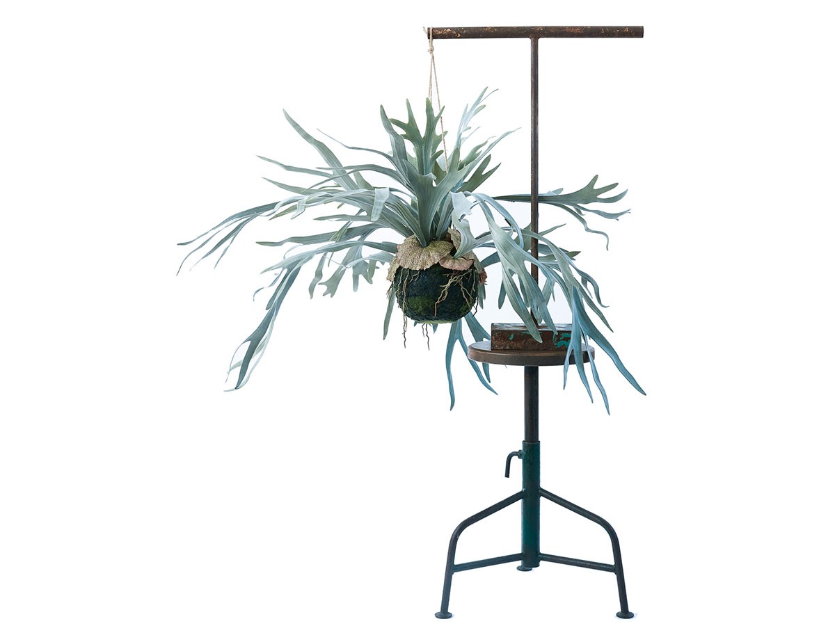 BROWN Staghorn Fern Hanging Ball / ブラウン ビカクシダ ハンギングボール 60 （花器・プランター・グリーン > フェイクグリーン・フェイクフラワー） 4