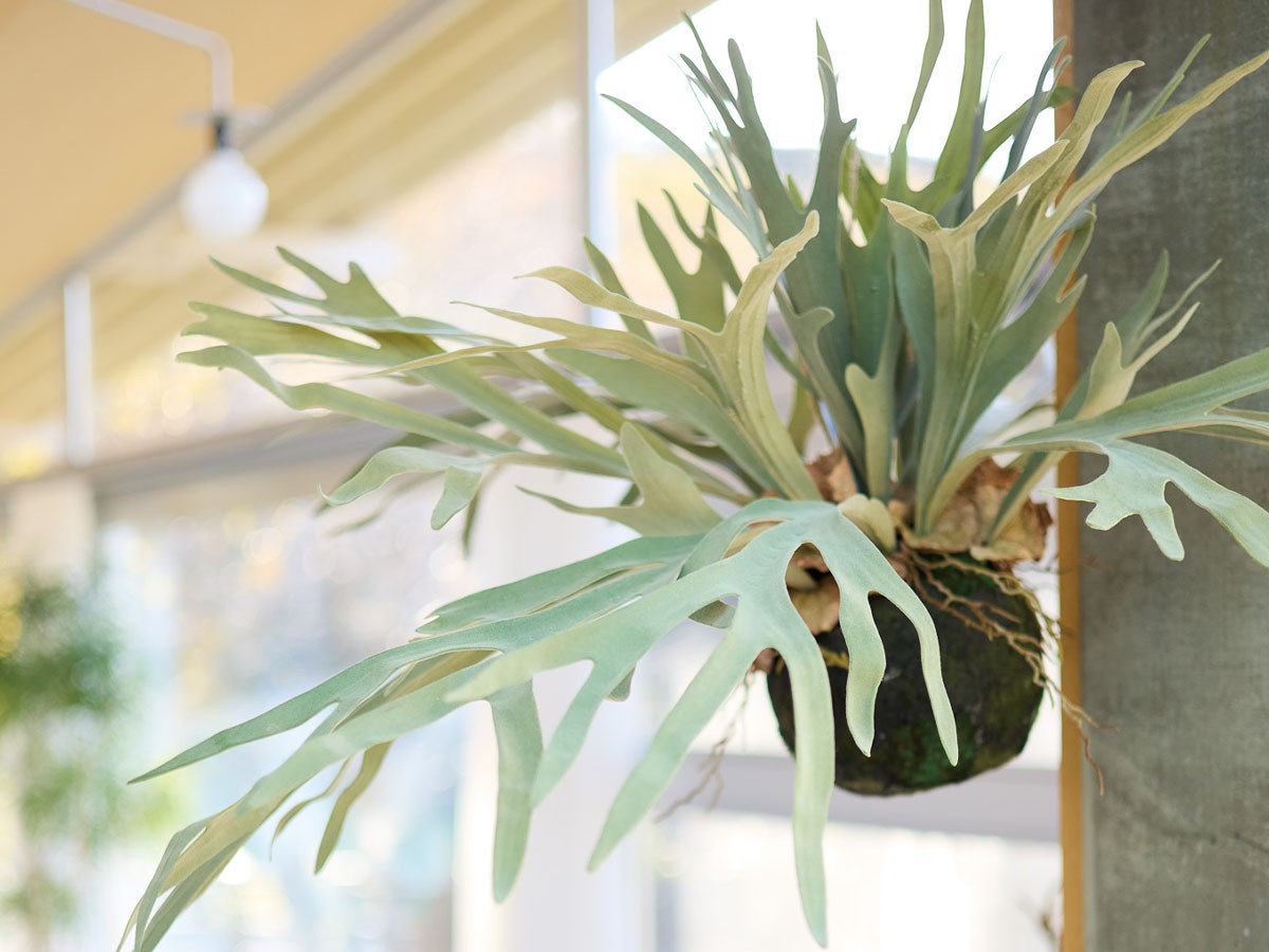 BROWN Staghorn Fern Hanging Ball / ブラウン ビカクシダ ハンギングボール 60 （花器・プランター・グリーン > フェイクグリーン・フェイクフラワー） 3