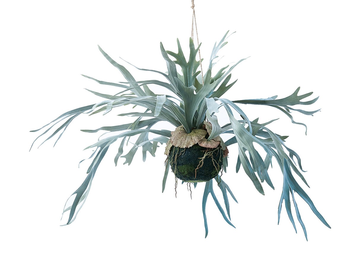 BROWN Staghorn Fern Hanging Ball