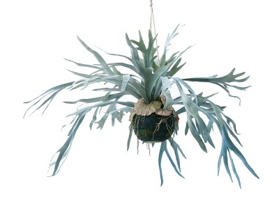 BROWN Staghorn Fern Hanging Ball / ブラウン ビカクシダ ハンギング
