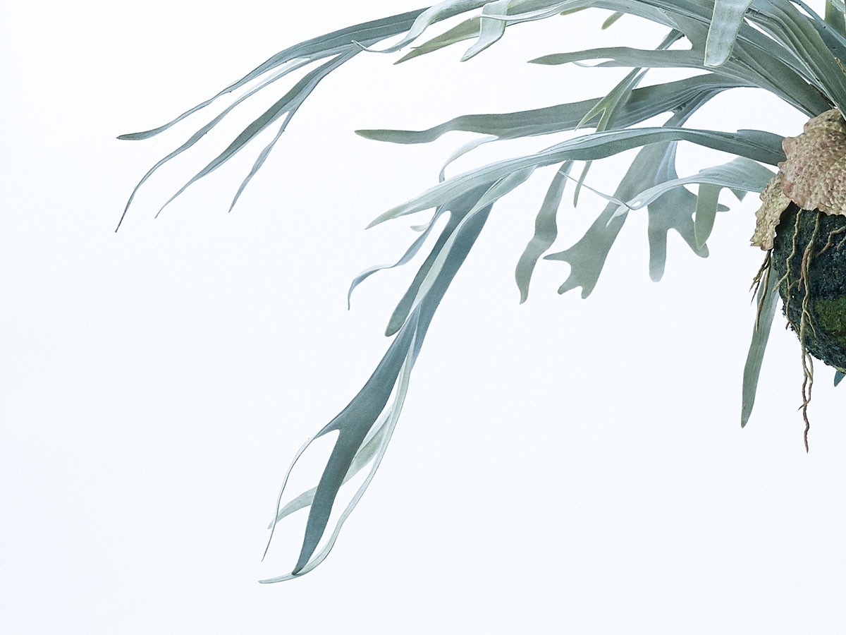 BROWN Staghorn Fern Hanging Ball / ブラウン ビカクシダ ハンギングボール 60 （花器・プランター・グリーン > フェイクグリーン・フェイクフラワー） 6