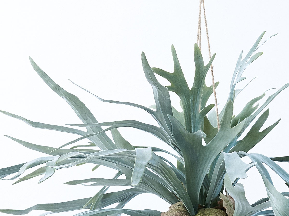BROWN Staghorn Fern Hanging Ball / ブラウン ビカクシダ ハンギングボール 60 （花器・プランター・グリーン > フェイクグリーン・フェイクフラワー） 5