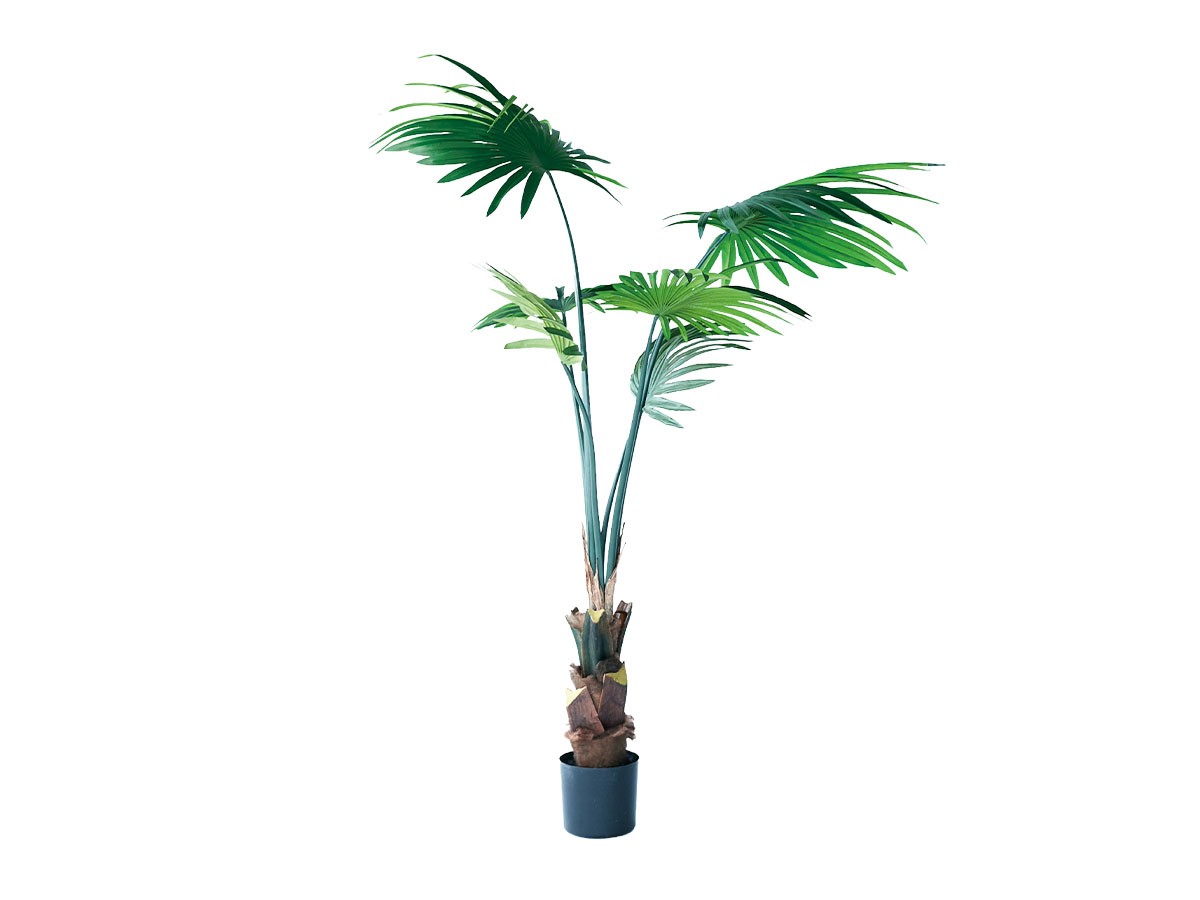 BROWN Rhapis humilis Pot / ブラウン シュロチク ポット 120 (花器・プランター・グリーン > フェイクグリーン・フェイクフラワー) 1