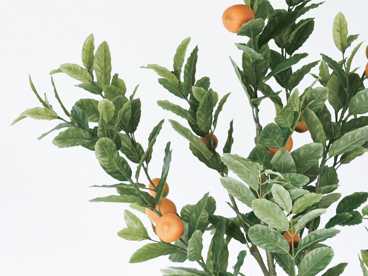 BROWN Lemon Tree Pot / ブラウン レモンの木 ポット 183 （花器・プランター・グリーン > フェイクグリーン・フェイクフラワー） 4