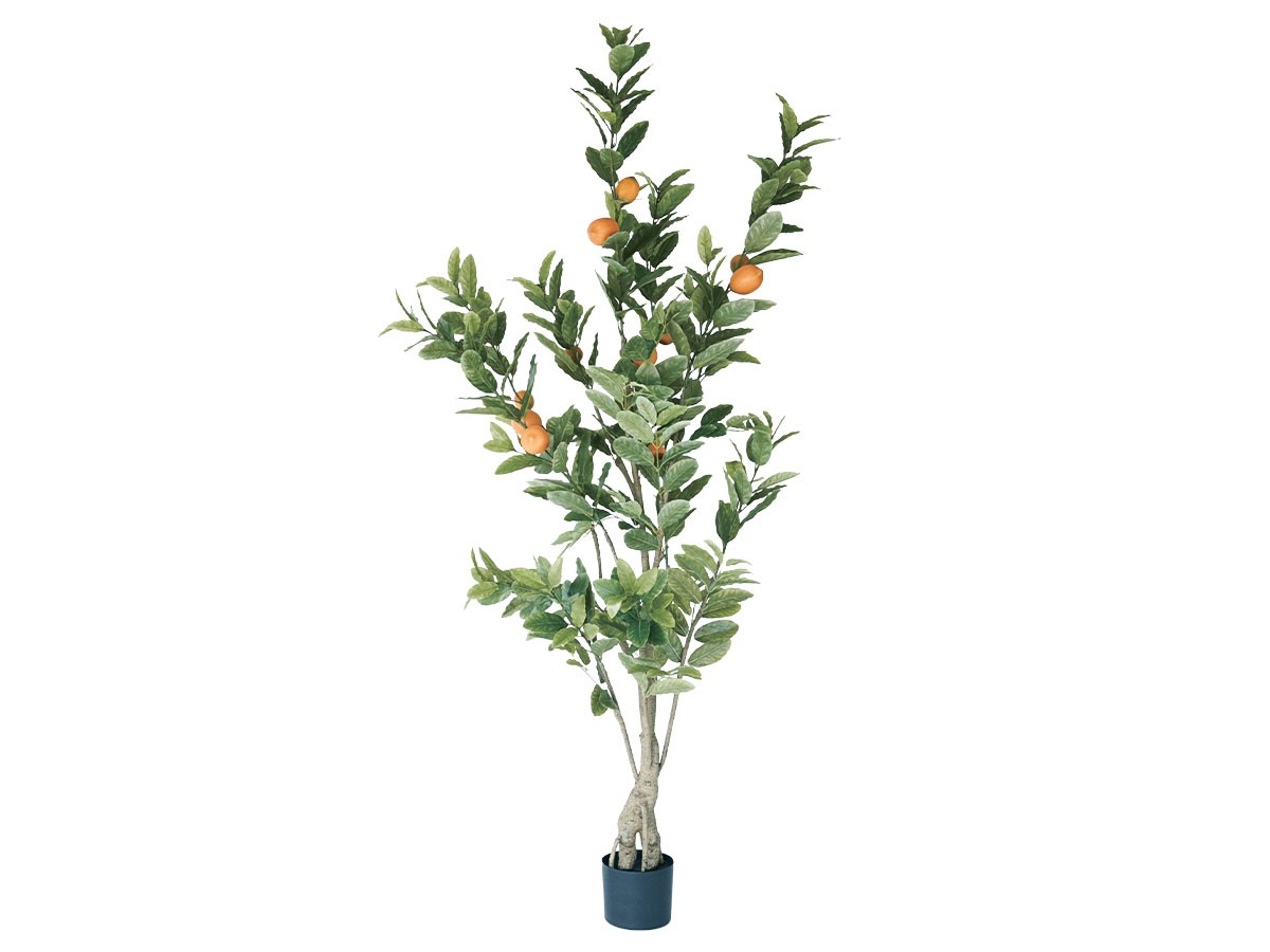 BROWN Lemon Tree Pot