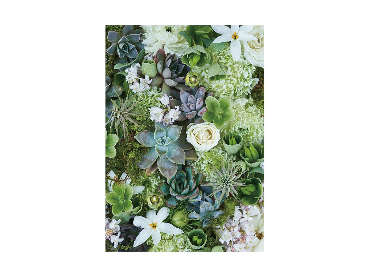 Botanic Succulents