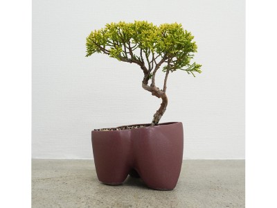 KOKON BONSAI 大地 - DAICHI / ココン ボンサイ 大地 + 盆栽 黄金真柏