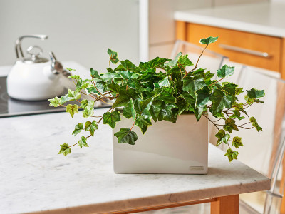 EMILIO ROBBA IVY / エミリオロバ アイビー #101702 - インテリア