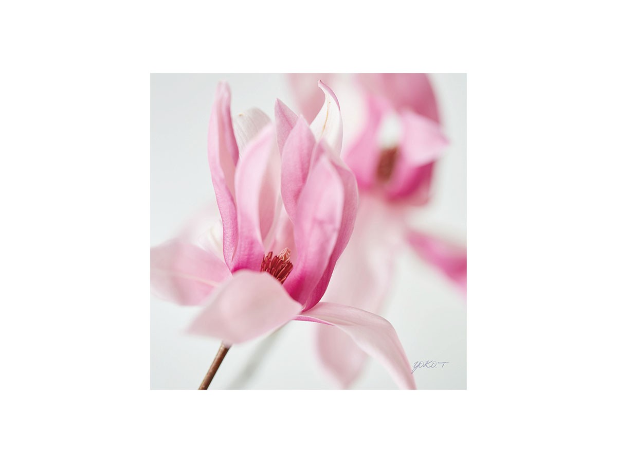 Pastel Bloom Magnolia