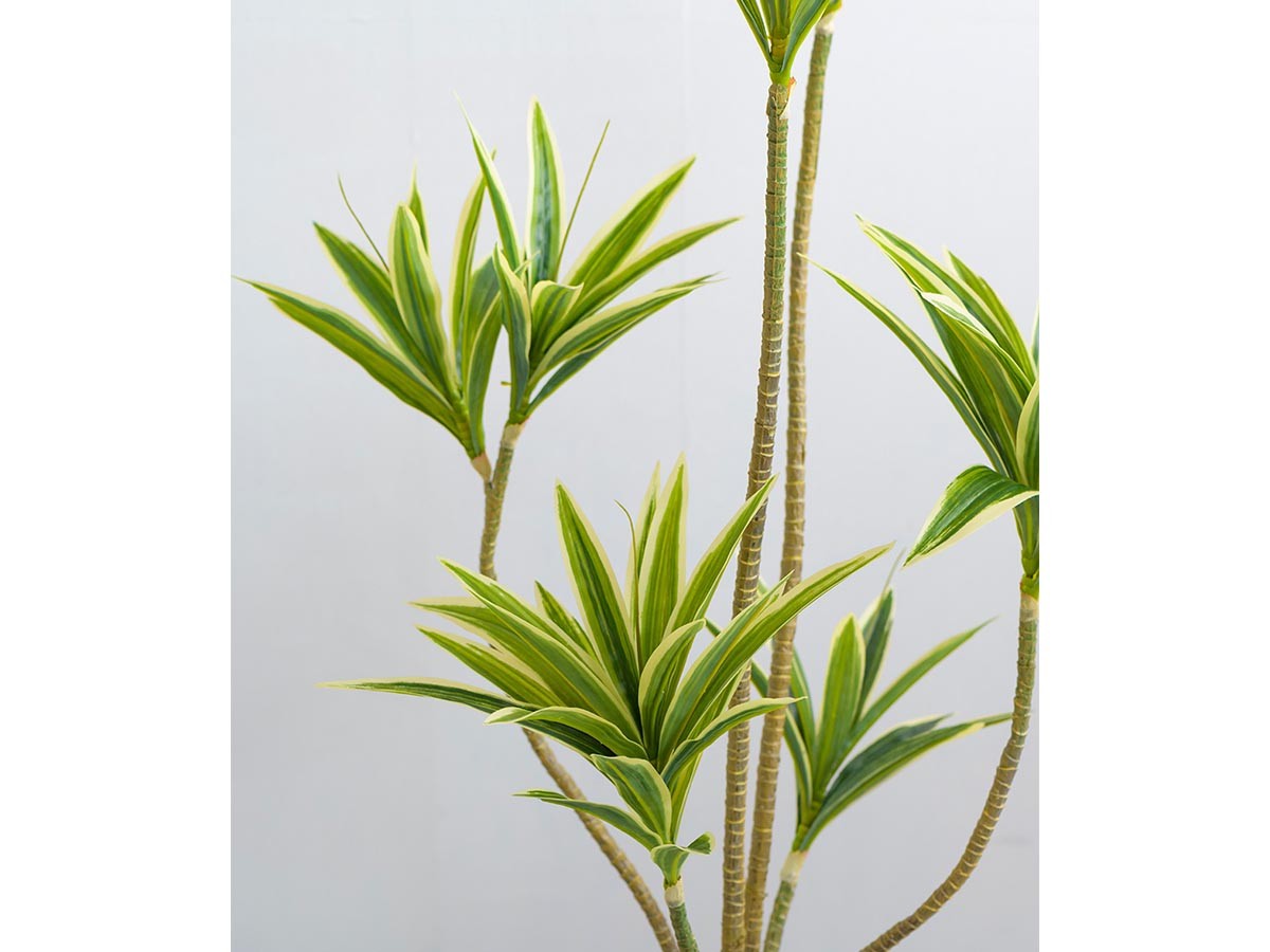 EMILIO ROBBA DRACAENA / エミリオロバ ドラセナ - インテリア・家具