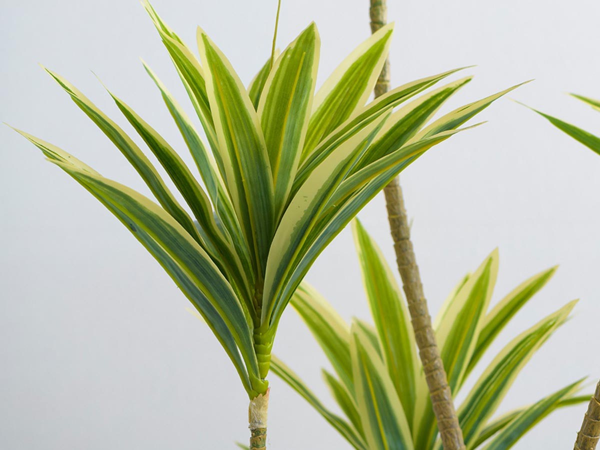 EMILIO ROBBA DRACAENA / エミリオロバ ドラセナ - インテリア・家具