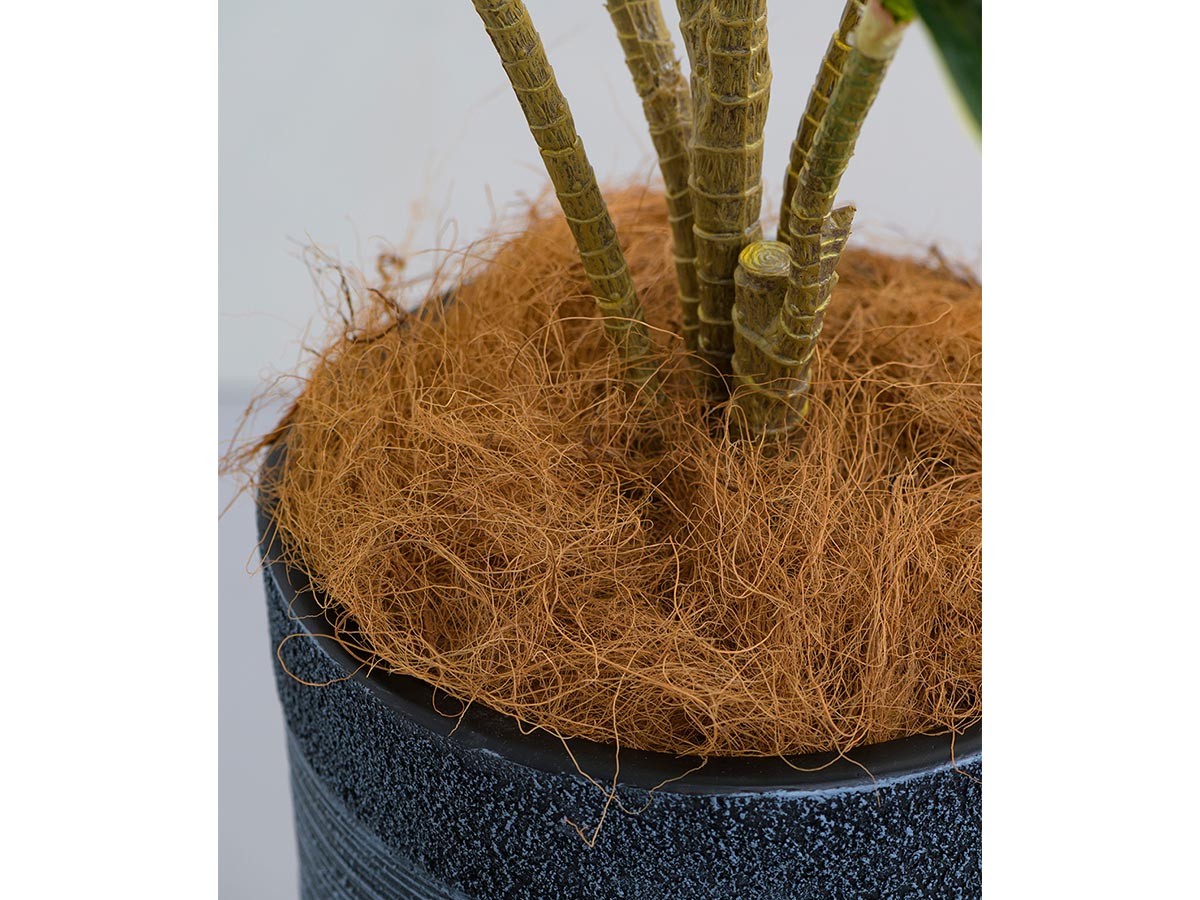 EMILIO ROBBA DRACAENA / エミリオロバ ドラセナ - インテリア・家具