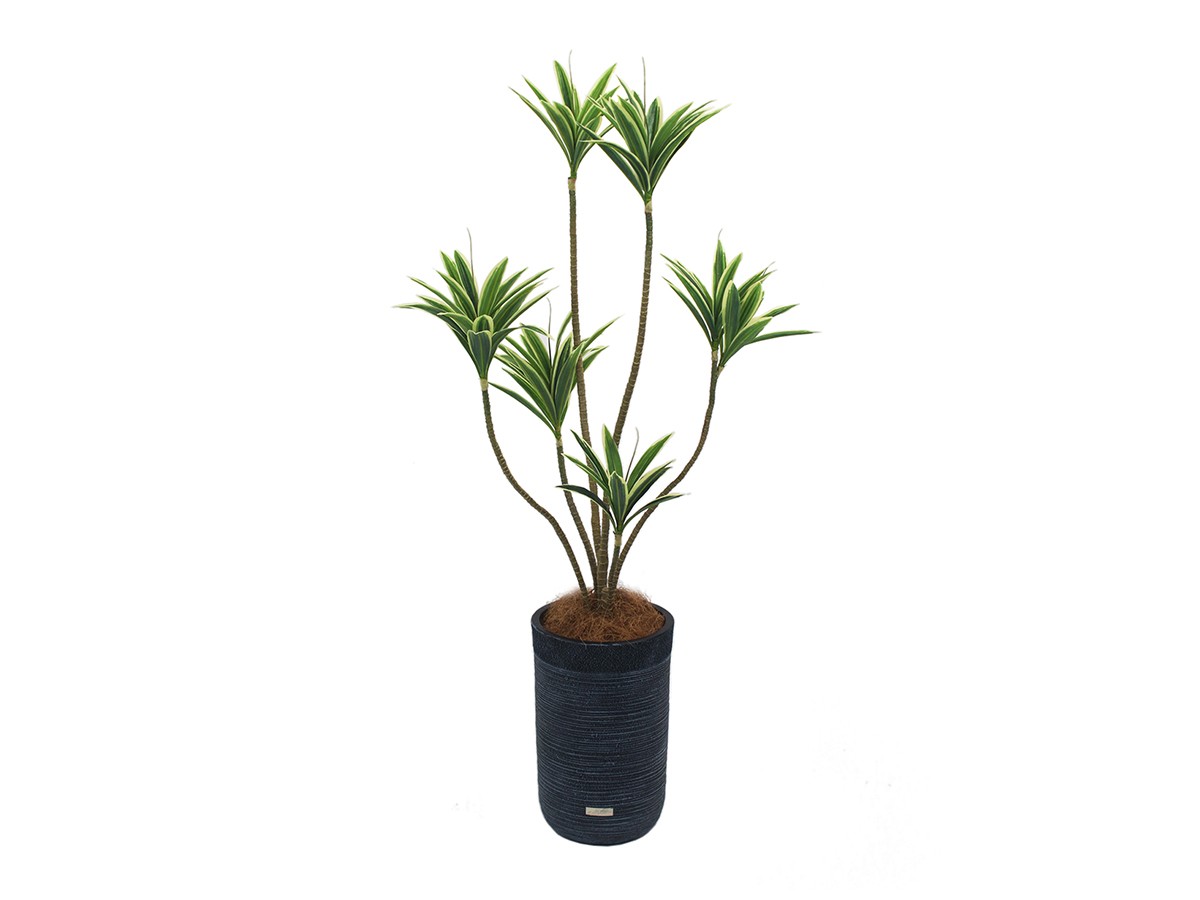 EMILIO ROBBA DRACAENA / エミリオロバ ドラセナ - インテリア・家具