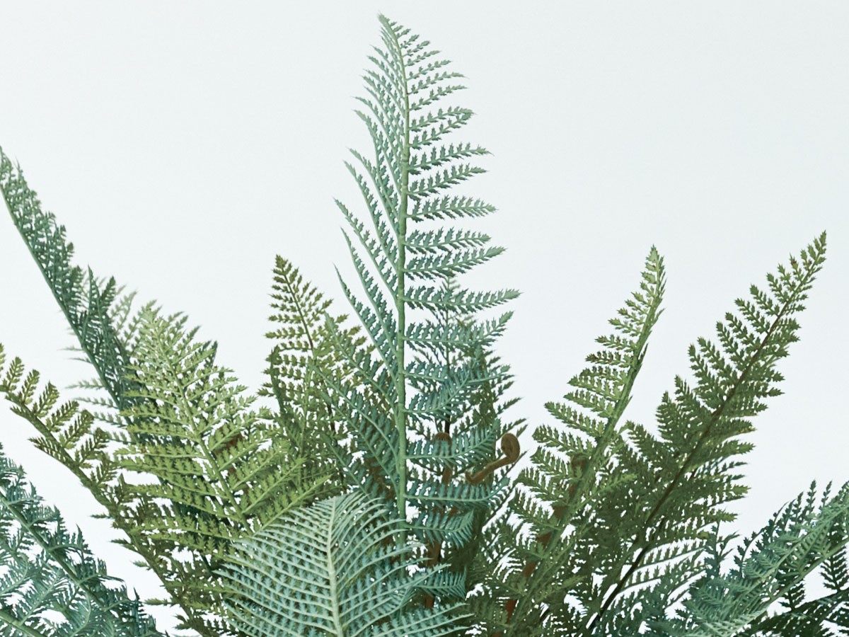 BROWN Dicksonia Pot / ブラウン ディクソニア ポット 183 （花器・プランター・グリーン > フェイクグリーン・フェイクフラワー） 6
