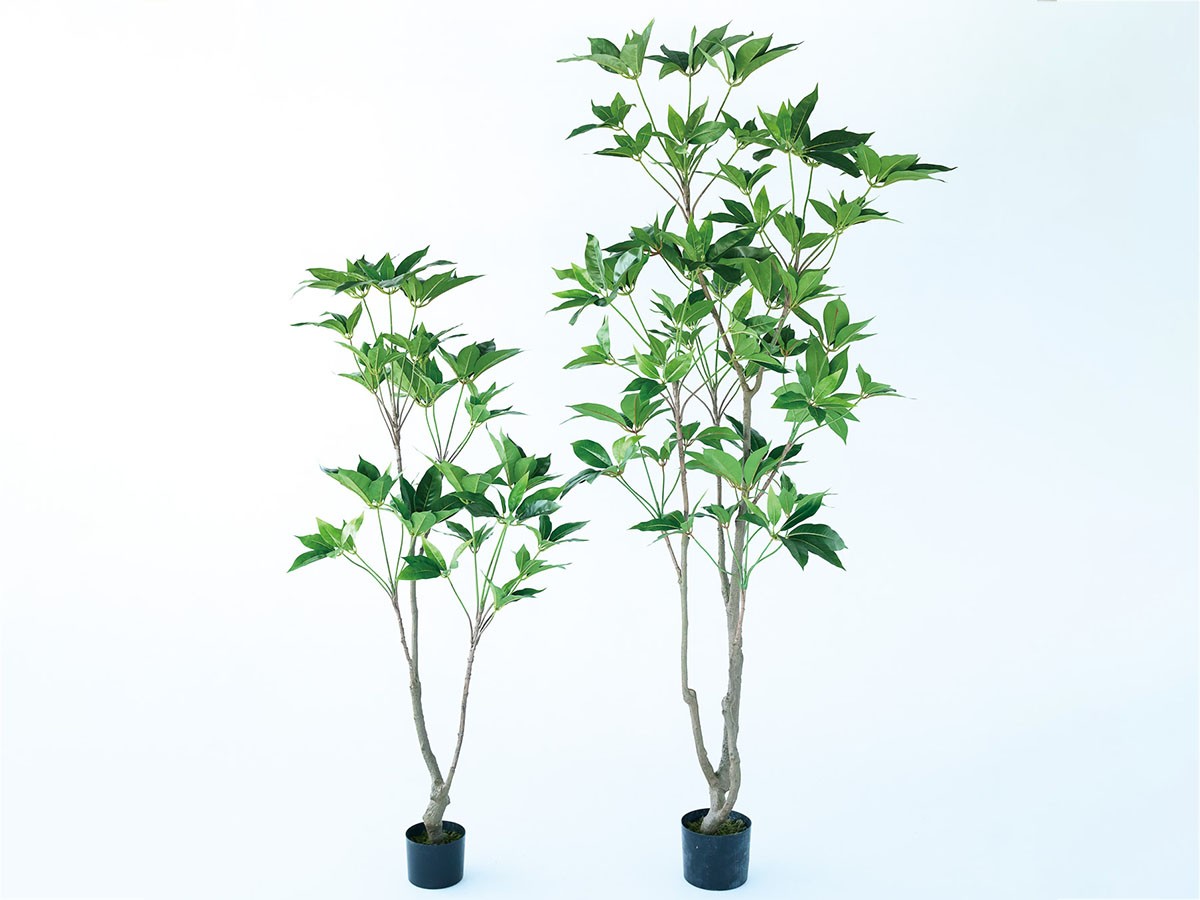 BROWN Tupidanthus Pot / ブラウン ツピタンサス ポット 210 （花器・プランター・グリーン > フェイクグリーン・フェイクフラワー） 4