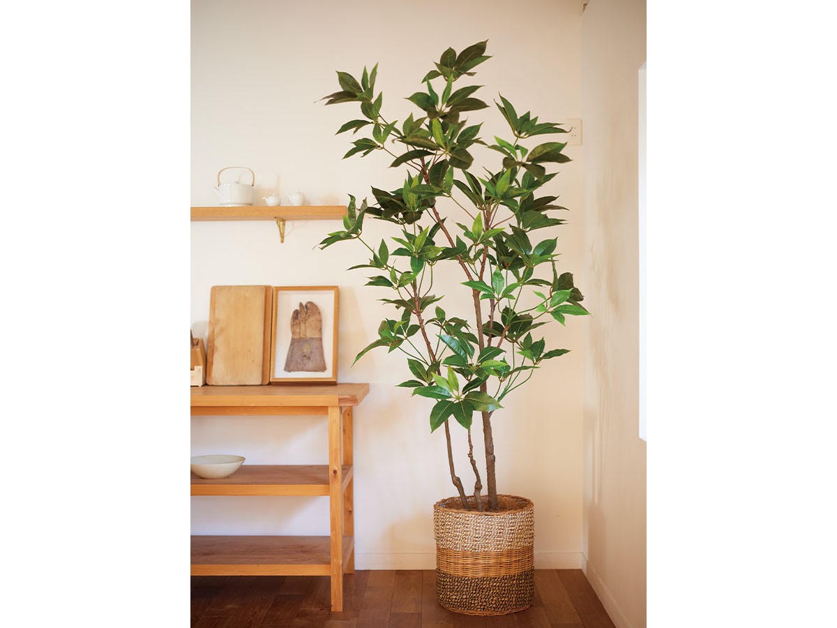 BROWN Tupidanthus Pot / ブラウン ツピタンサス ポット 210 （花器・プランター・グリーン > フェイクグリーン・フェイクフラワー） 2
